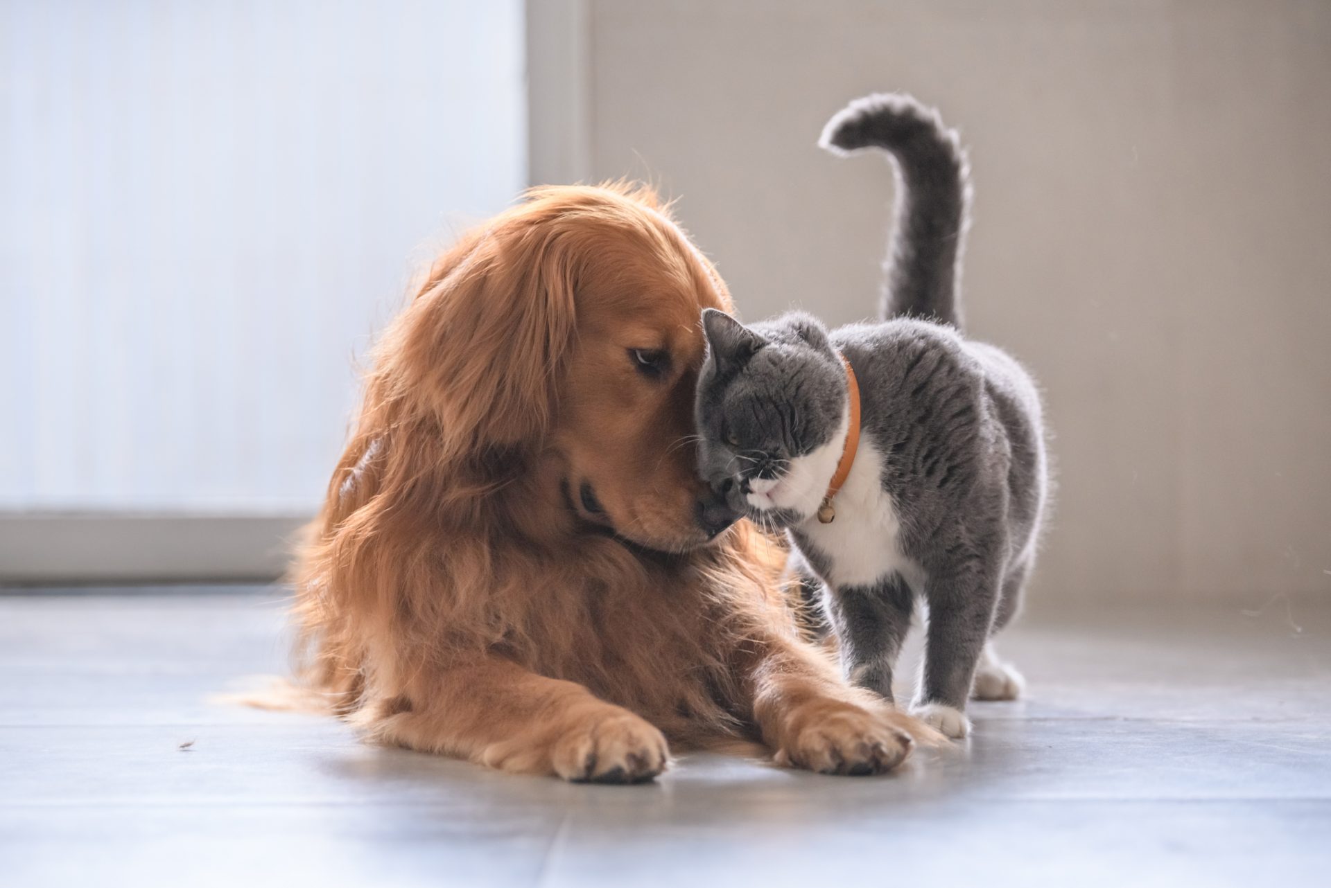 cats dogs pets group togetherness isolate 2024 12 31 20 42 07 utc