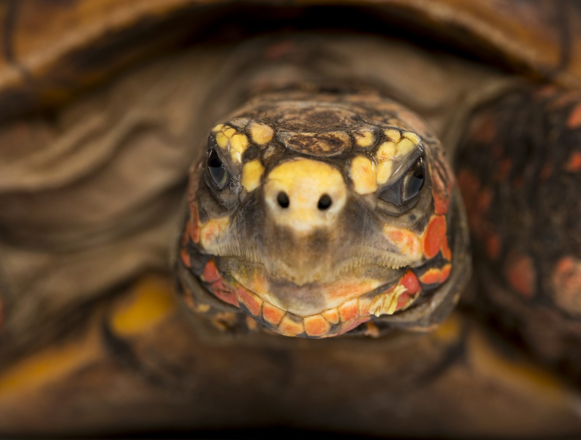 close up of a red footed tortoise facing chelonoi 2024 09 27 03 17 20 utc