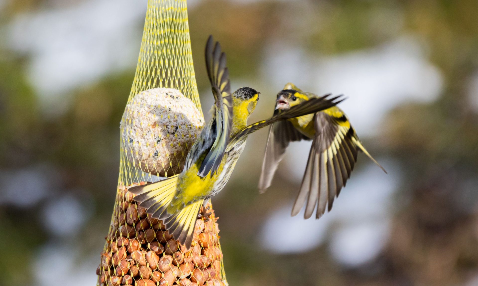 closeup of eurasian siskin spinus spinus near a 2025 02 09 07 13 23 utc