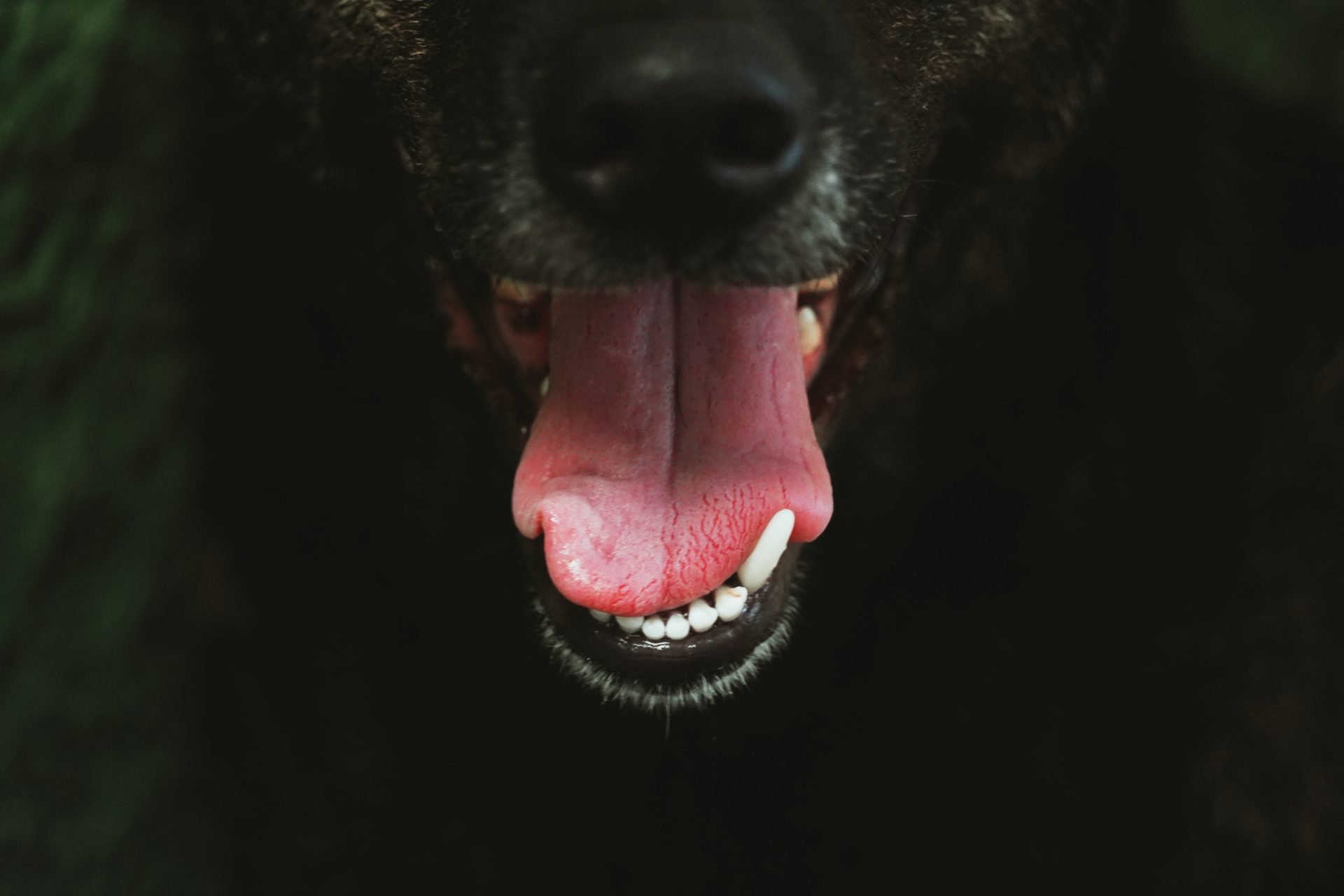 dogs teeth 2025 01 08 04 02 23 utc