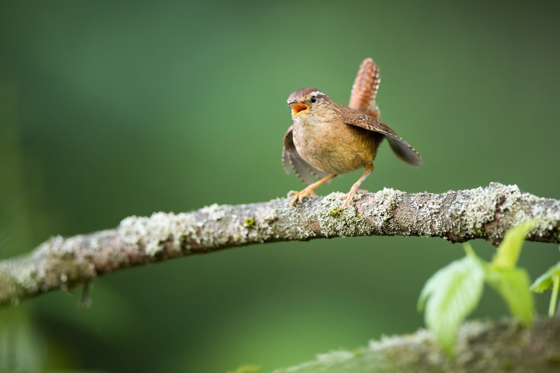 eurasian wren calling on branch in spring nature 2024 11 27 18 48 57 utc