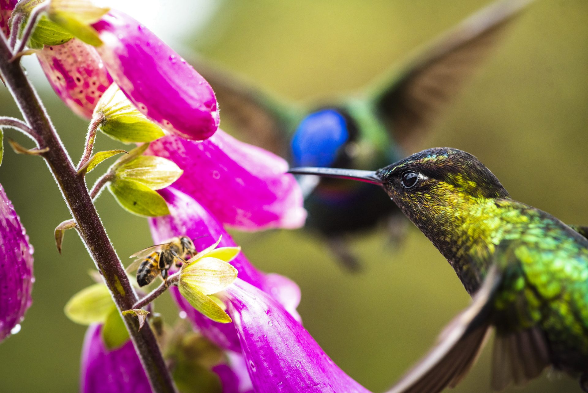 fiery throated hummingbird panterpe insignis sa 2024 09 12 03 48 57 utc