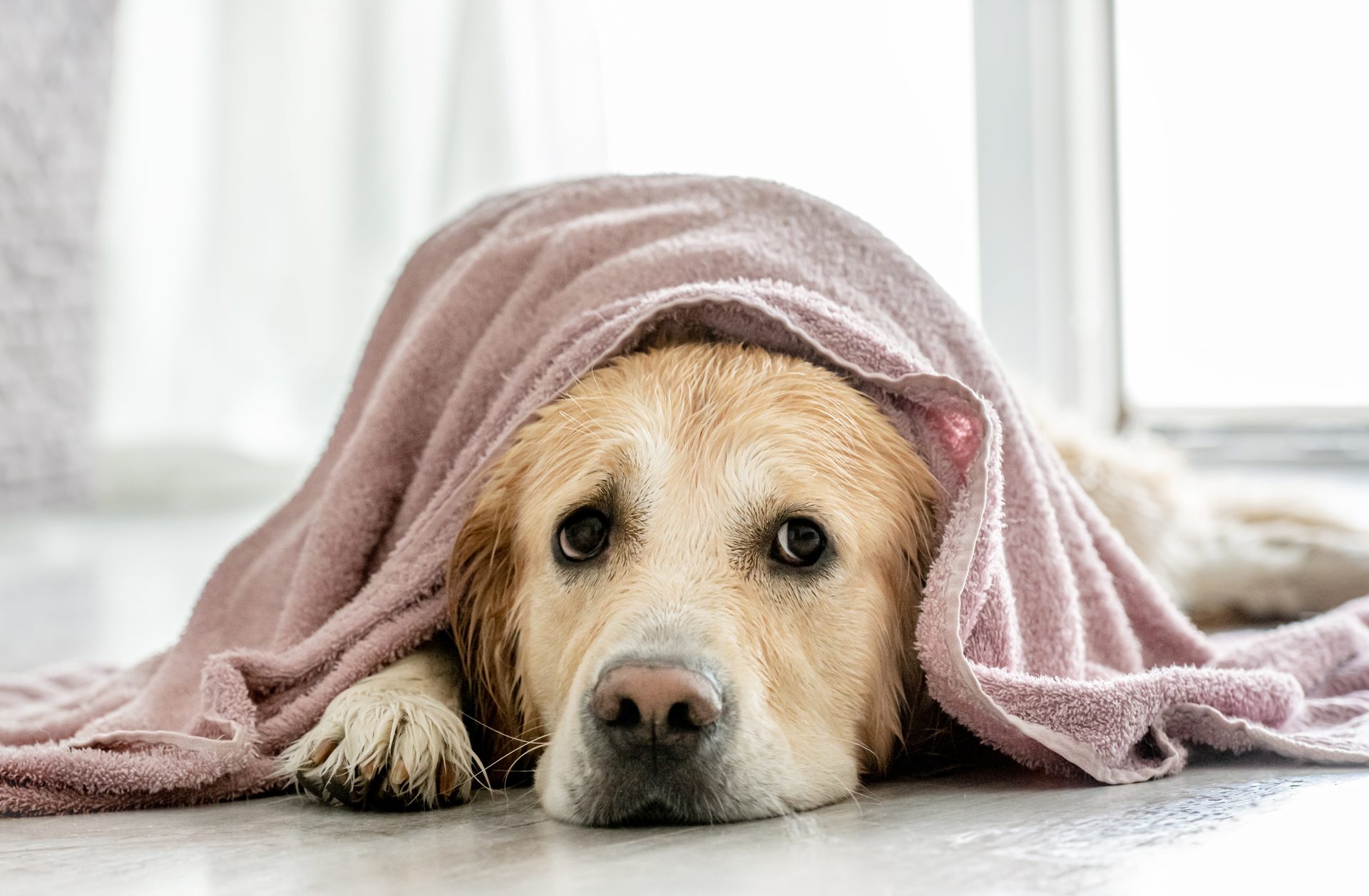 golden retriever dog at home 2023 11 27 04 56 44 utc