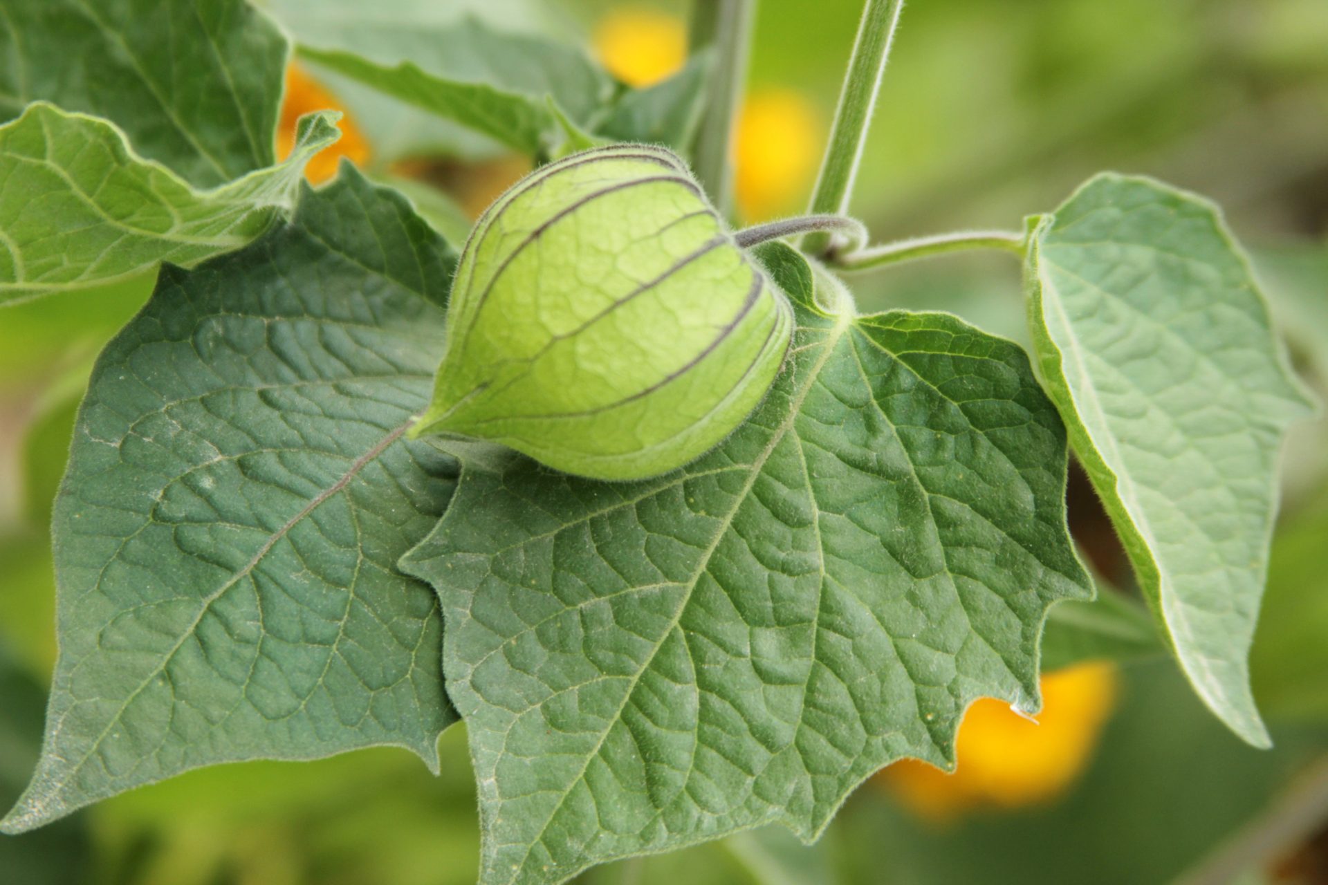gooseberry 2025 01 07 18 19 49 utc