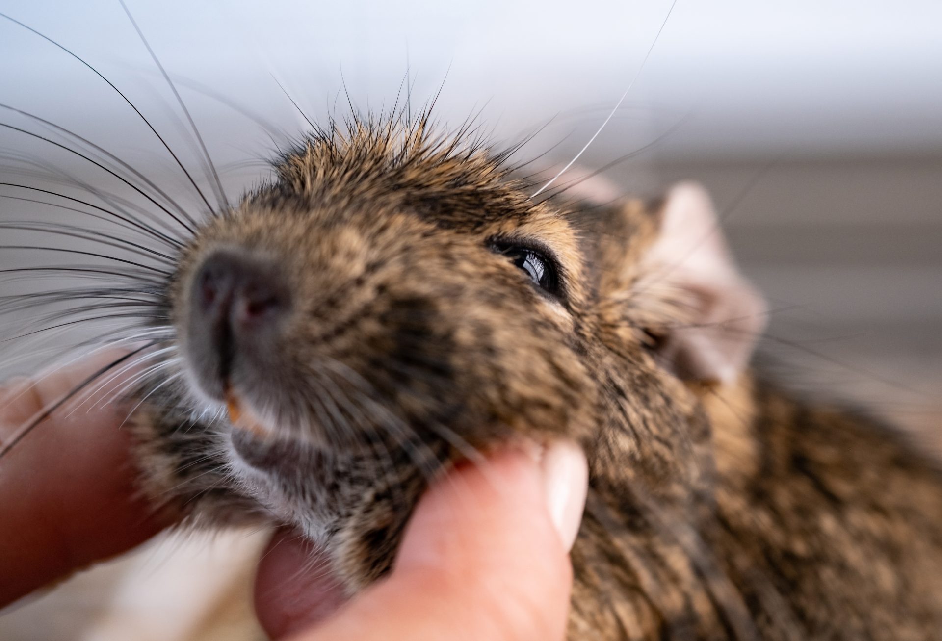 little domestic squirrel degu 2025 03 07 08 49 03 utc