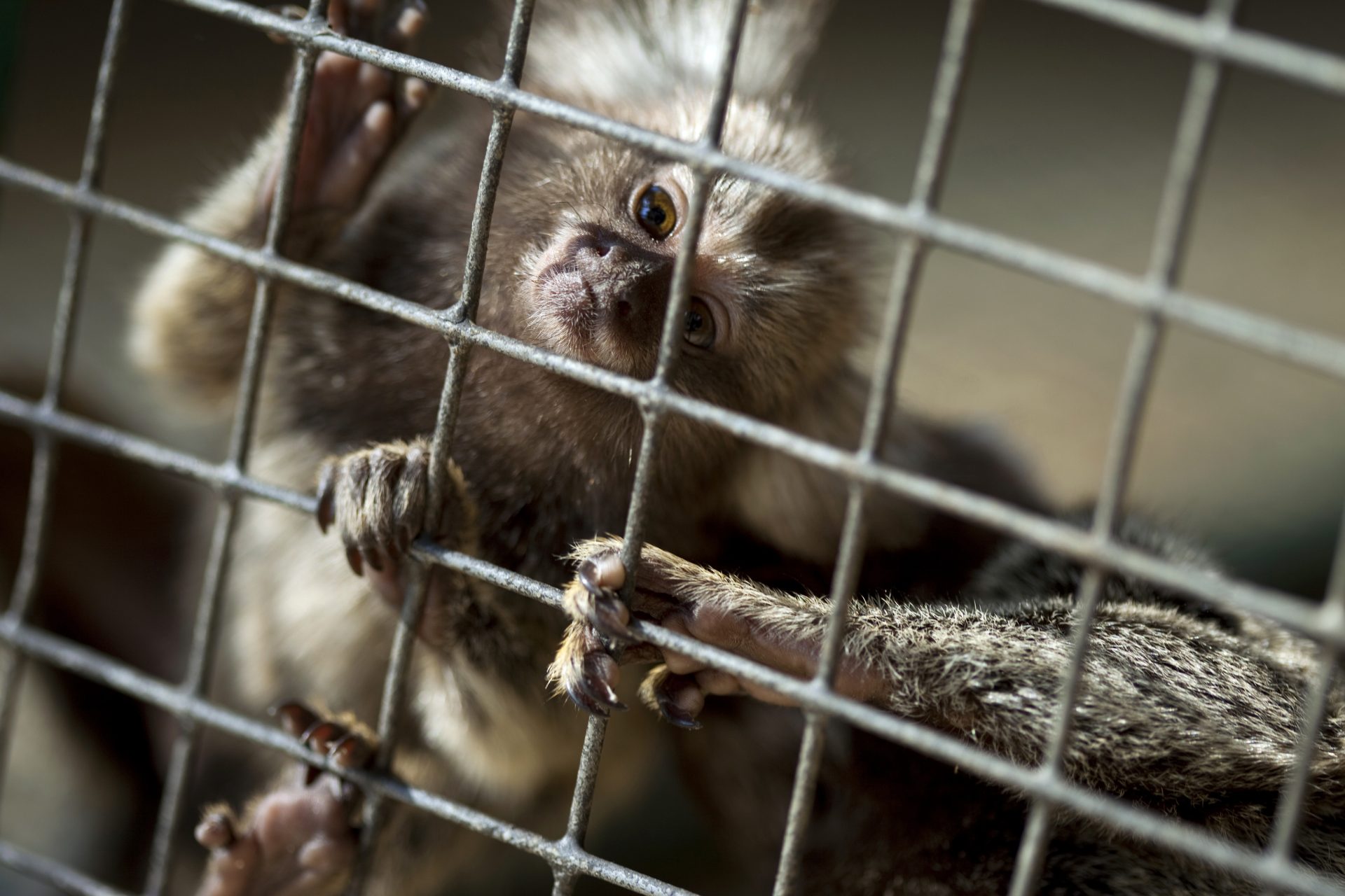 monkey 2025 02 03 08 59 43 utc