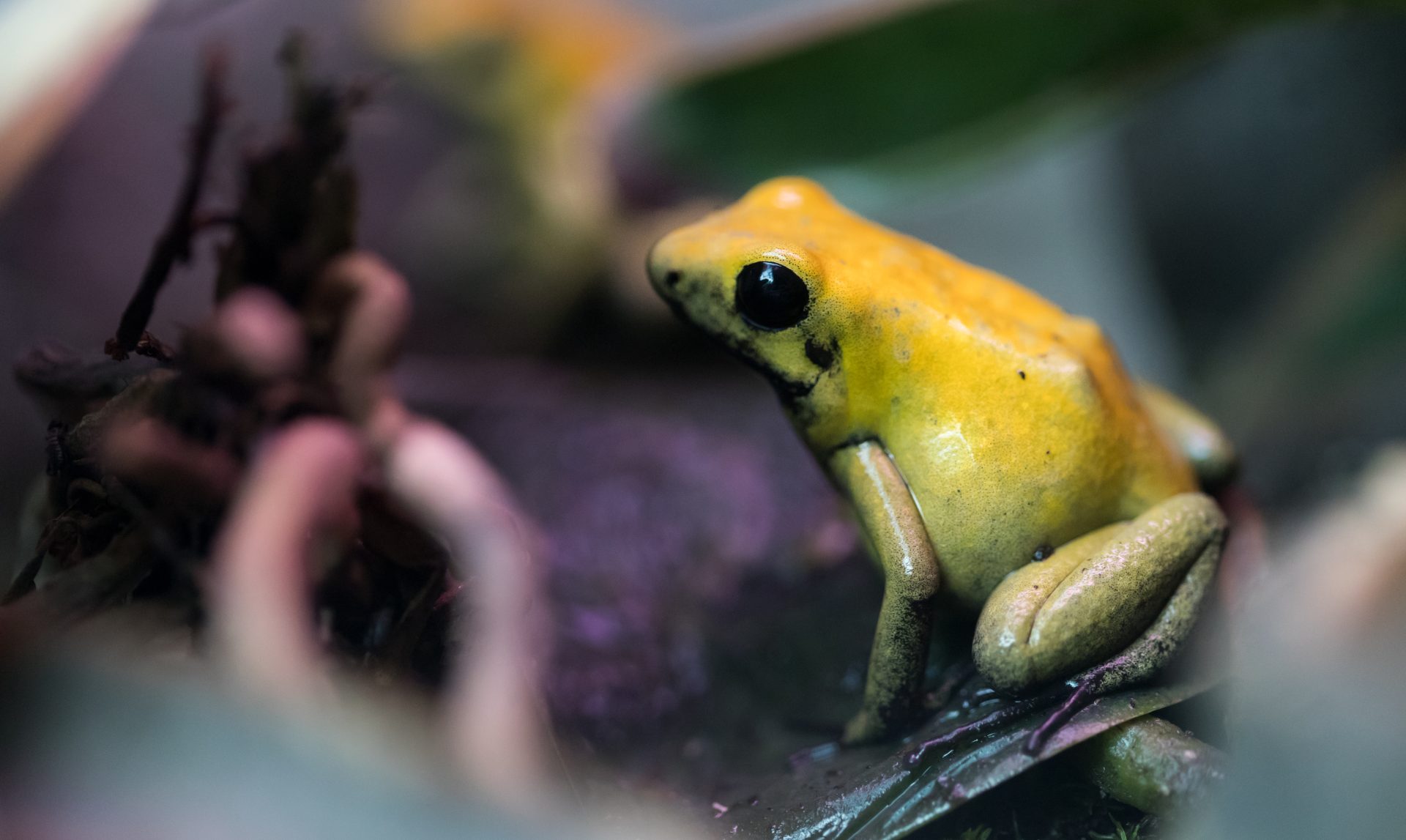 poison frog very poisonous animal with warning col 2025 03 14 16 48 33 utc