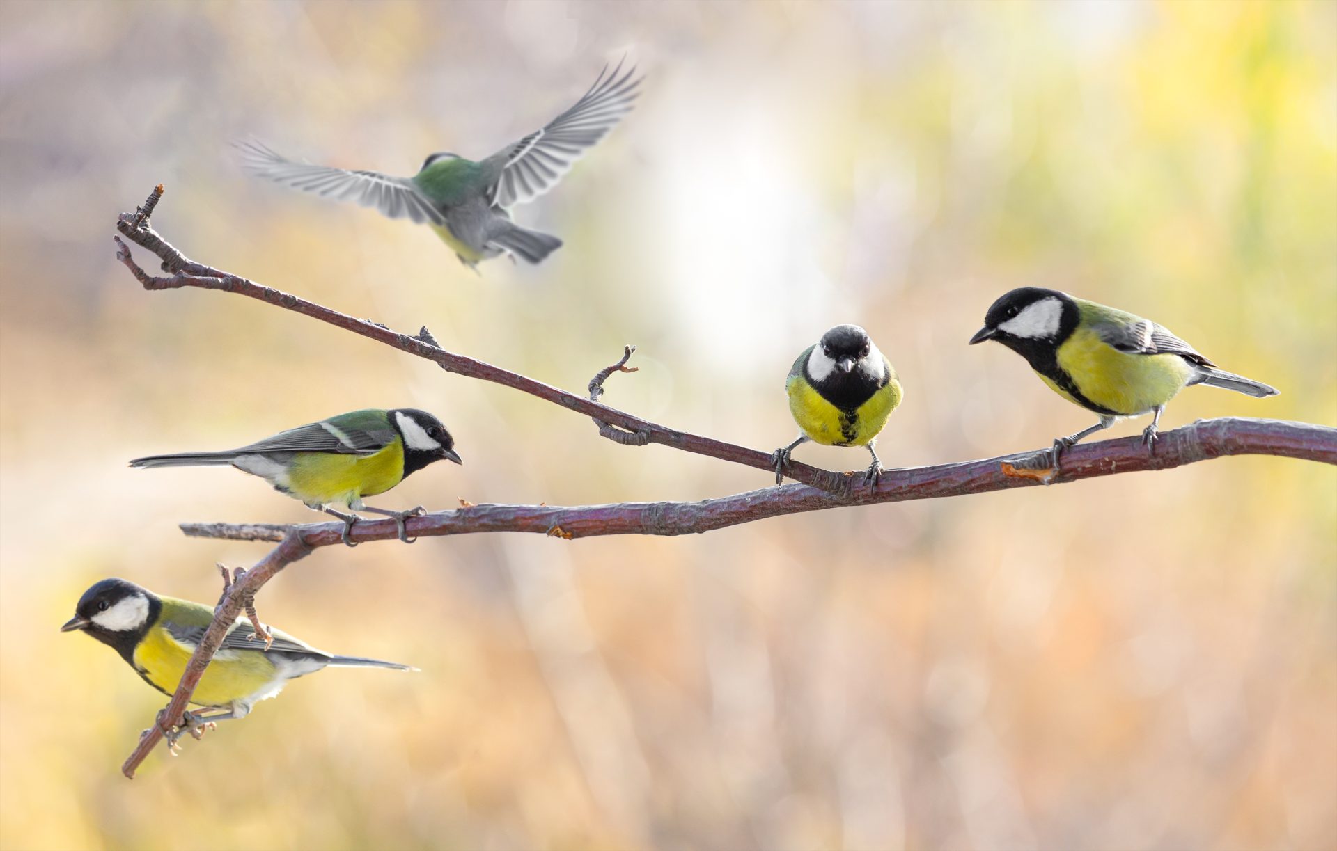 several great tit on a branch on a blurred backgro 2025 01 09 01 44 33 utc