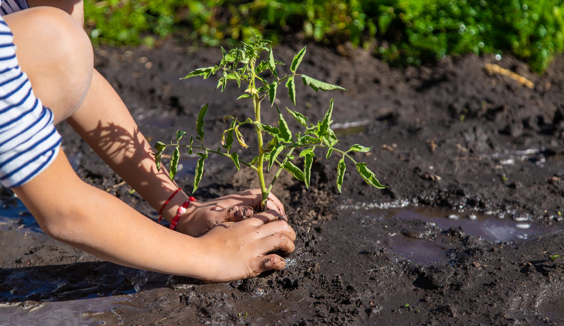 the child is planting a plant in the garden selec 2024 12 19 12 36 33 utc