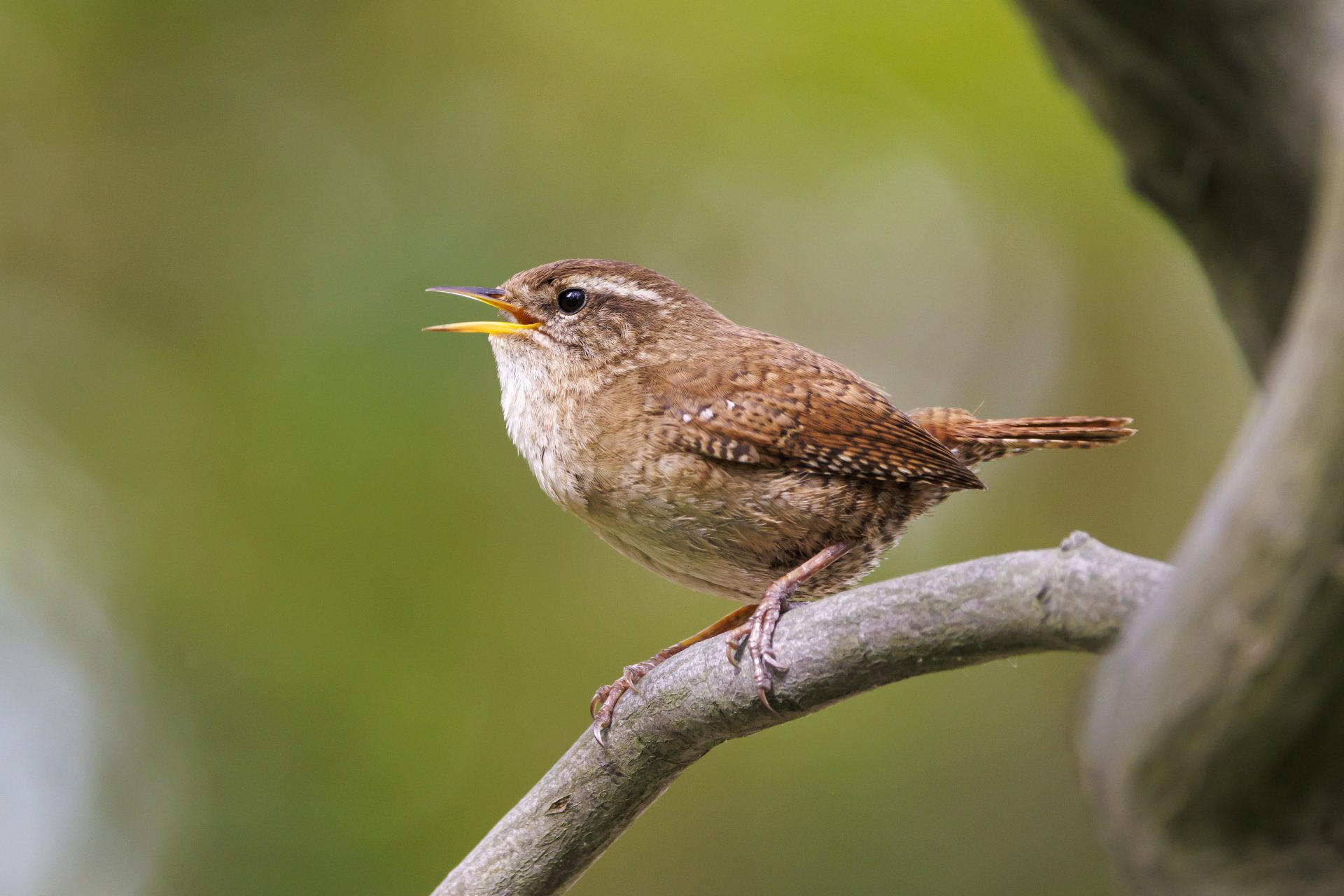 the eurasian wren troglodytes troglodytes or nor 2025 03 05 23 17 25 utc