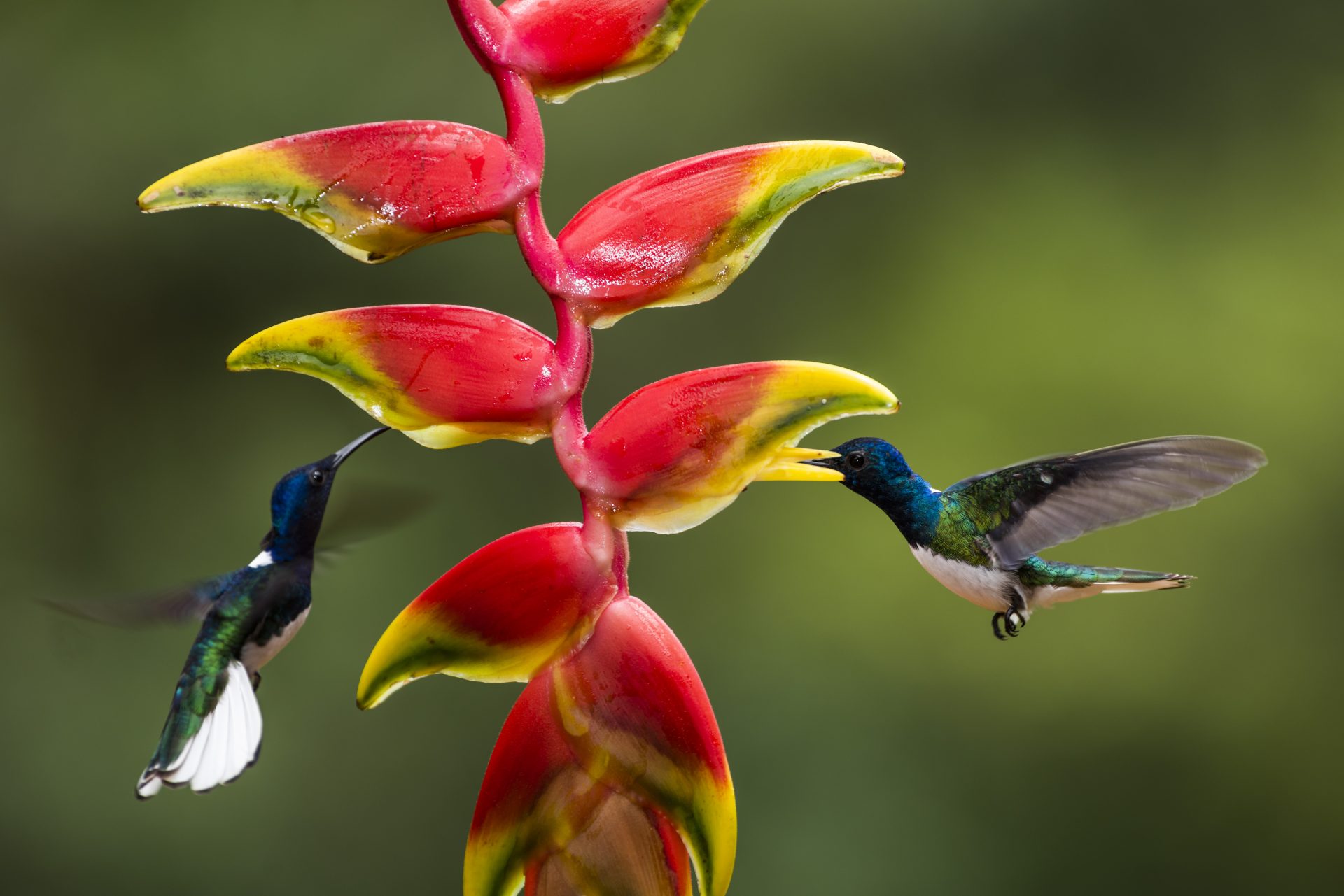 white necked jacobin florisuga mellivora aka coll 2024 09 12 03 09 04 utc
