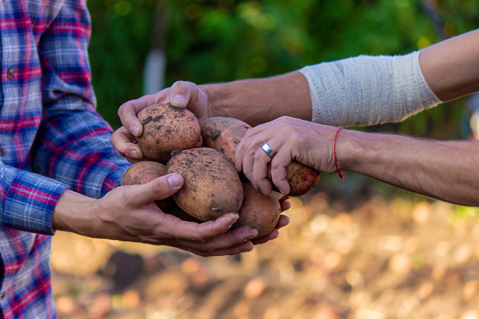 a farmer with dirty hands holds freshly picked pot 2025 04 01 21 49 13 utc