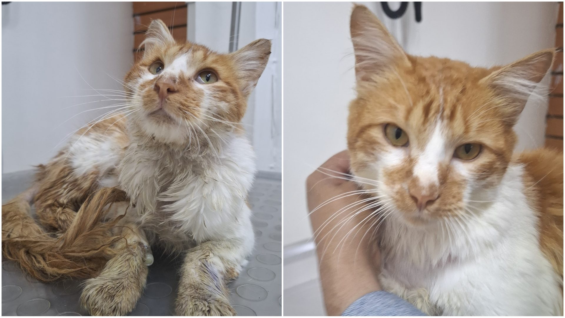 a lucha de Naranjoso el gato de Zipaquira que busca un hogar mientras enfrenta la leucemia
