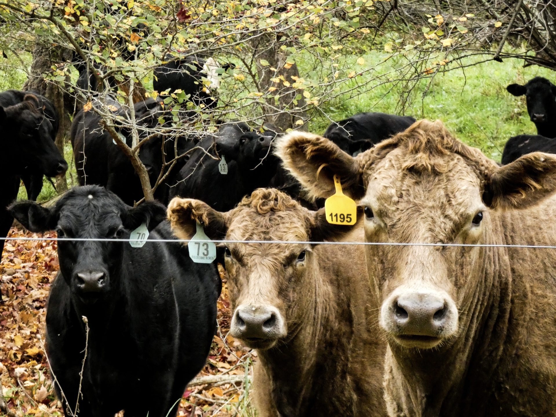 cattle 2024 11 25 11 44 58 utc