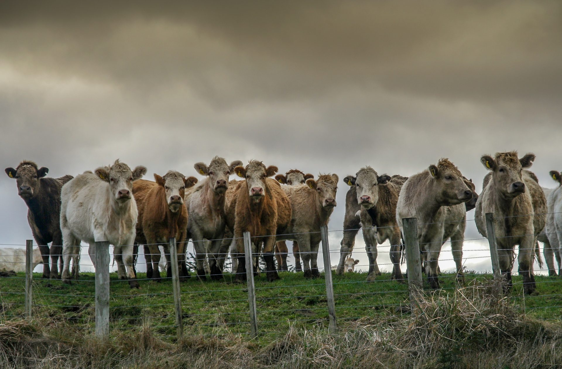 curious cows on the pasture 2025 01 09 06 17 05 utc