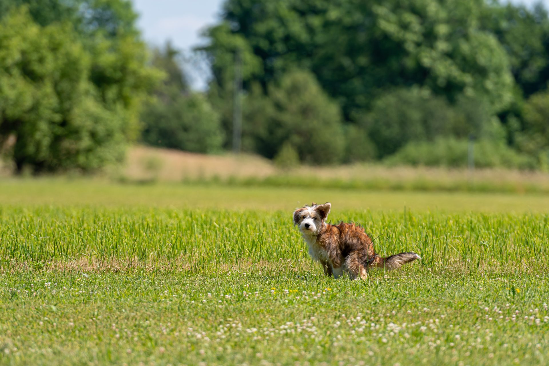 nice mixed breed dog pooping in the grass on a sun 2025 03 15 03 35 24 utc