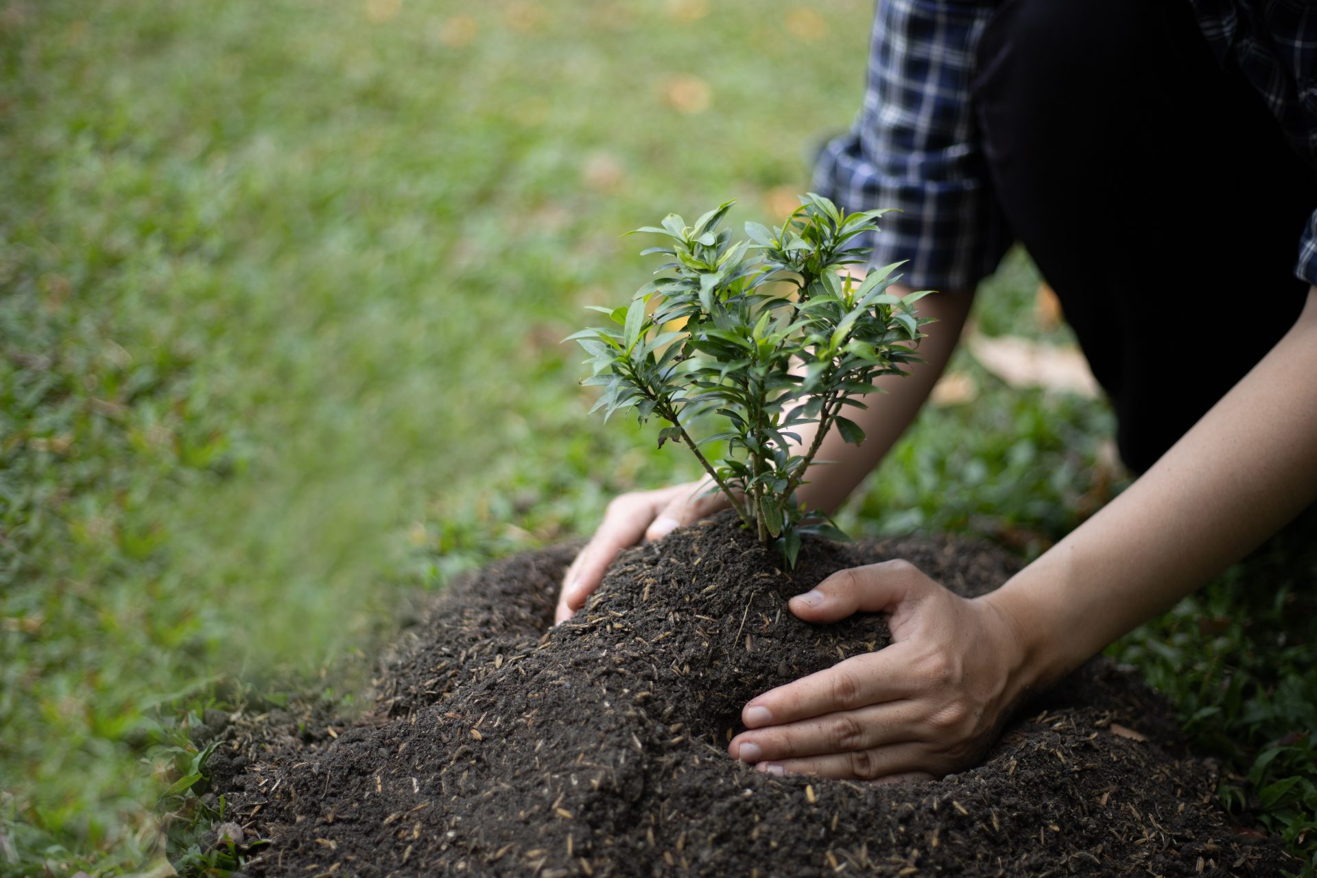 planting trees 2024 12 01 09 41 19 utc