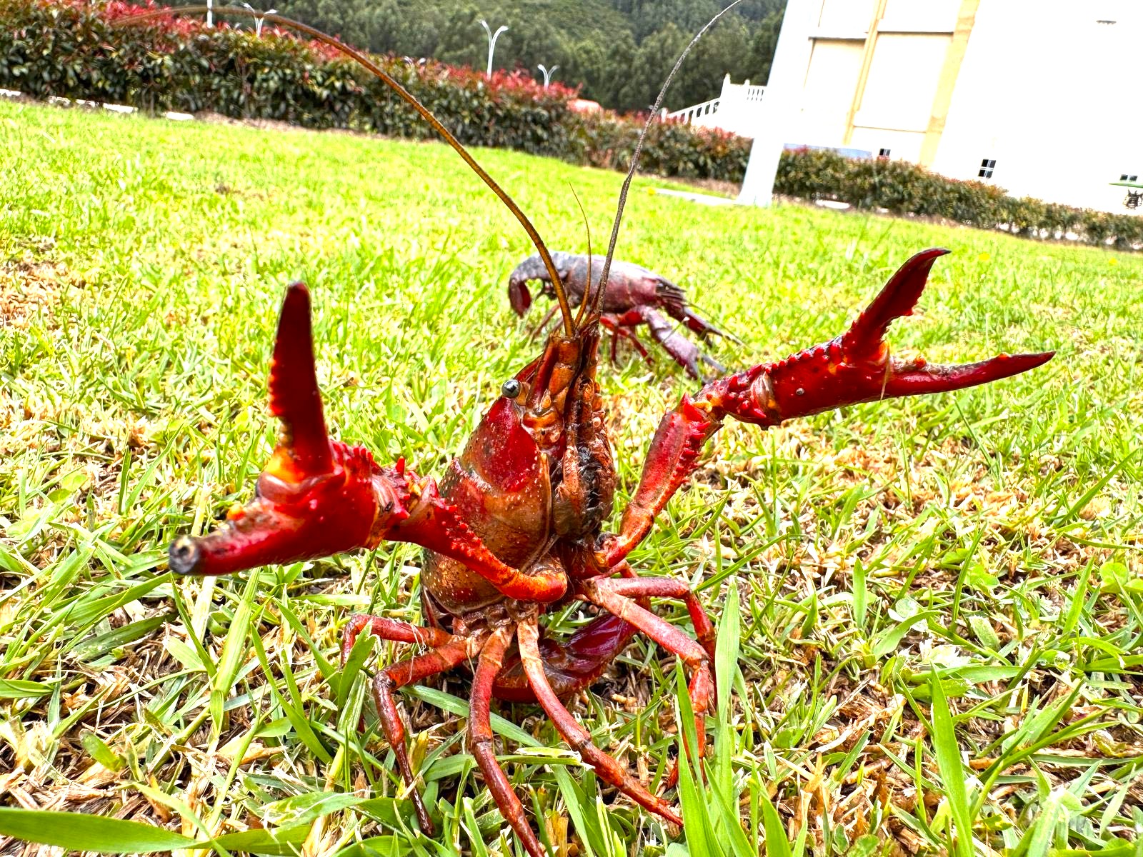 ¡Alerta ambiental en Cundinamarca Detectan cangrejo rojo americano una especie invasora peligrosa3
