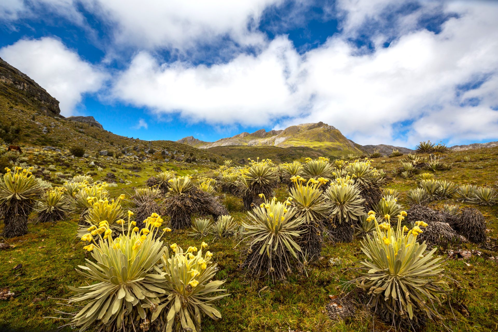 ANM suspende audiencias en Boyaca por posible afectacion al paramo de Pisba