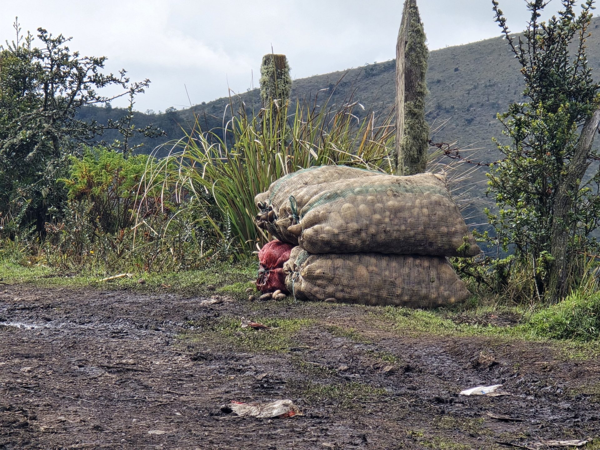 Campesinos de Cundinamarca siembran futuro con papa certificada y apoyo tecnico1