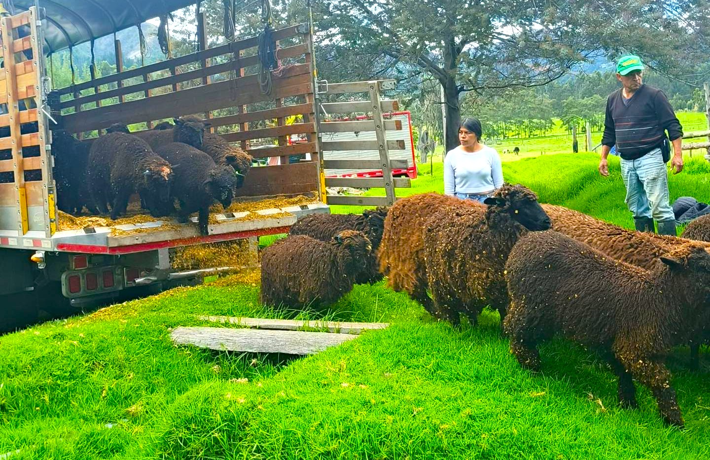 Cucunuba da un salto hacia la lana premium 25 familias reciben ovejas mora colombiana1