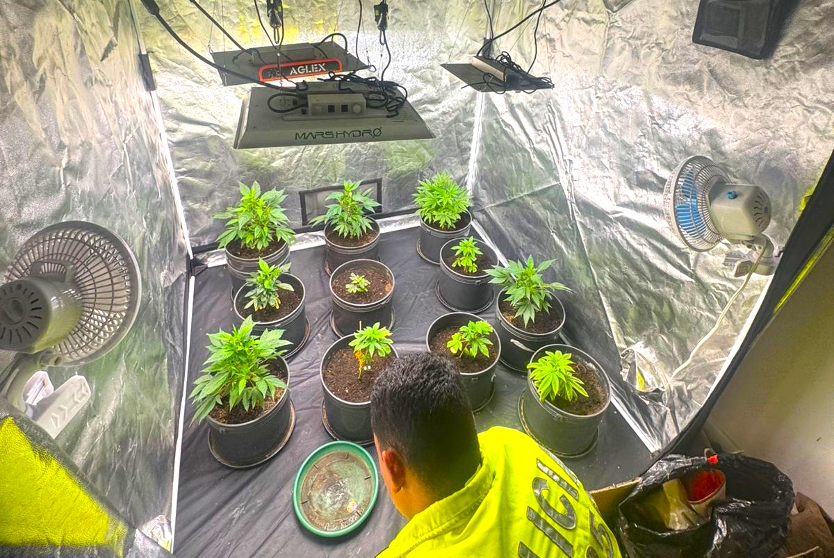 Descubren narcolaboratorio con cultivo hidroponico de marihuana en Madrid Cund.1