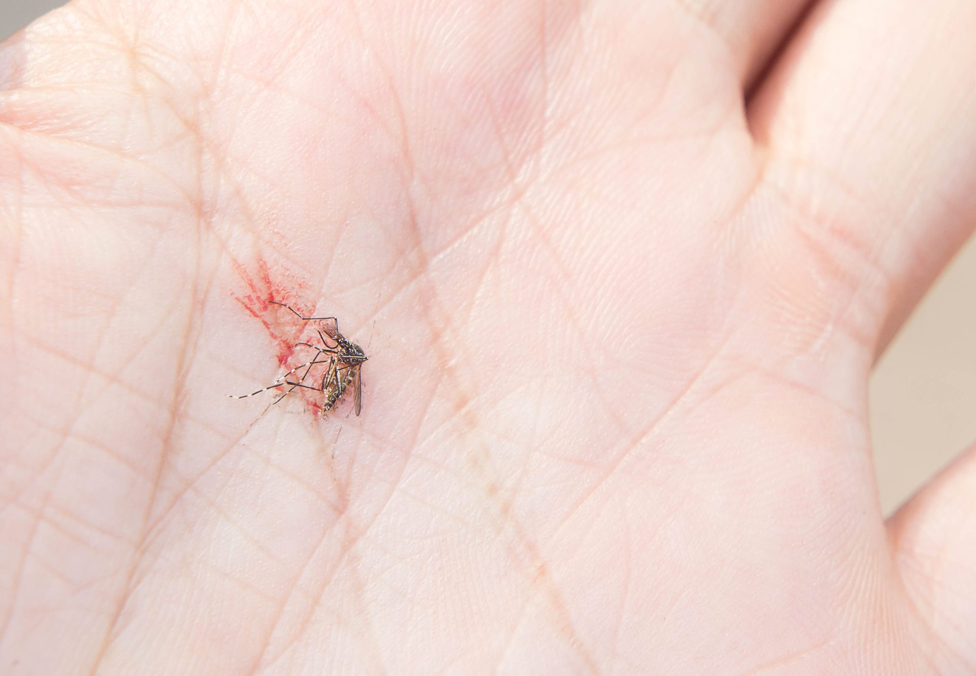dead mosquitoes 2025 04 11 01 21 51 utc