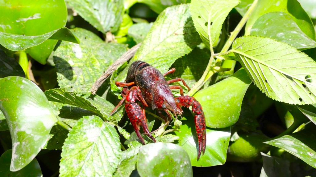 ¡Alerta ambiental en Cundinamarca Detectan cangrejo rojo americano una especie invasora peligrosa 1