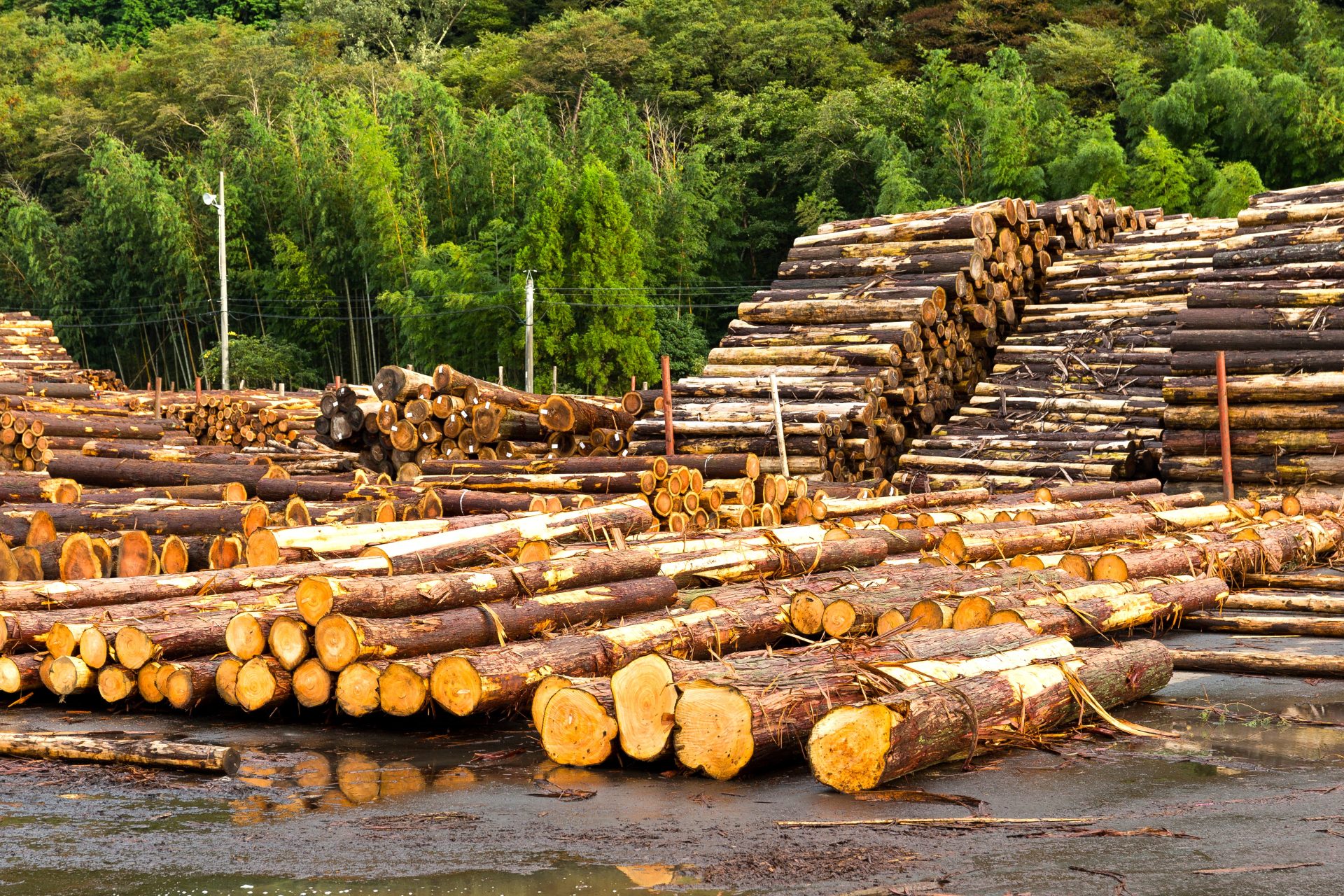 Bogota y Cundinamarca consumen el 40 de la madera del pais gran parte de origen ilegal1