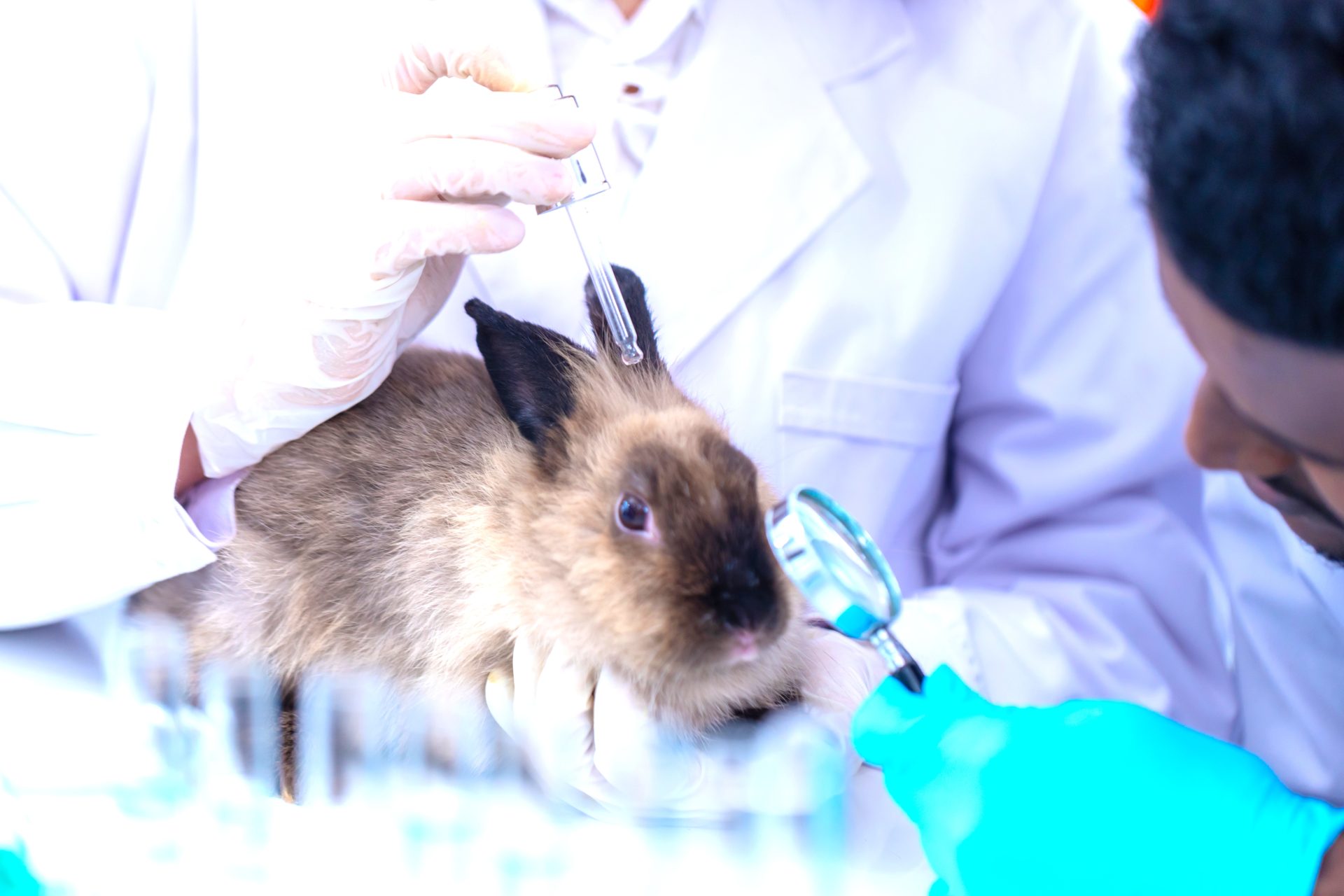 Consejo de Estado ordena reglamentar la ley que prohibe pruebas cosmeticas en animales1