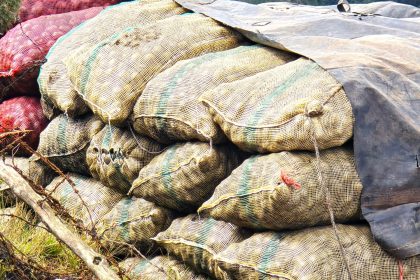 Contrabando de papa desde Ecuador agrava crisis de mas de 90.000 familias paperas en Colombia1
