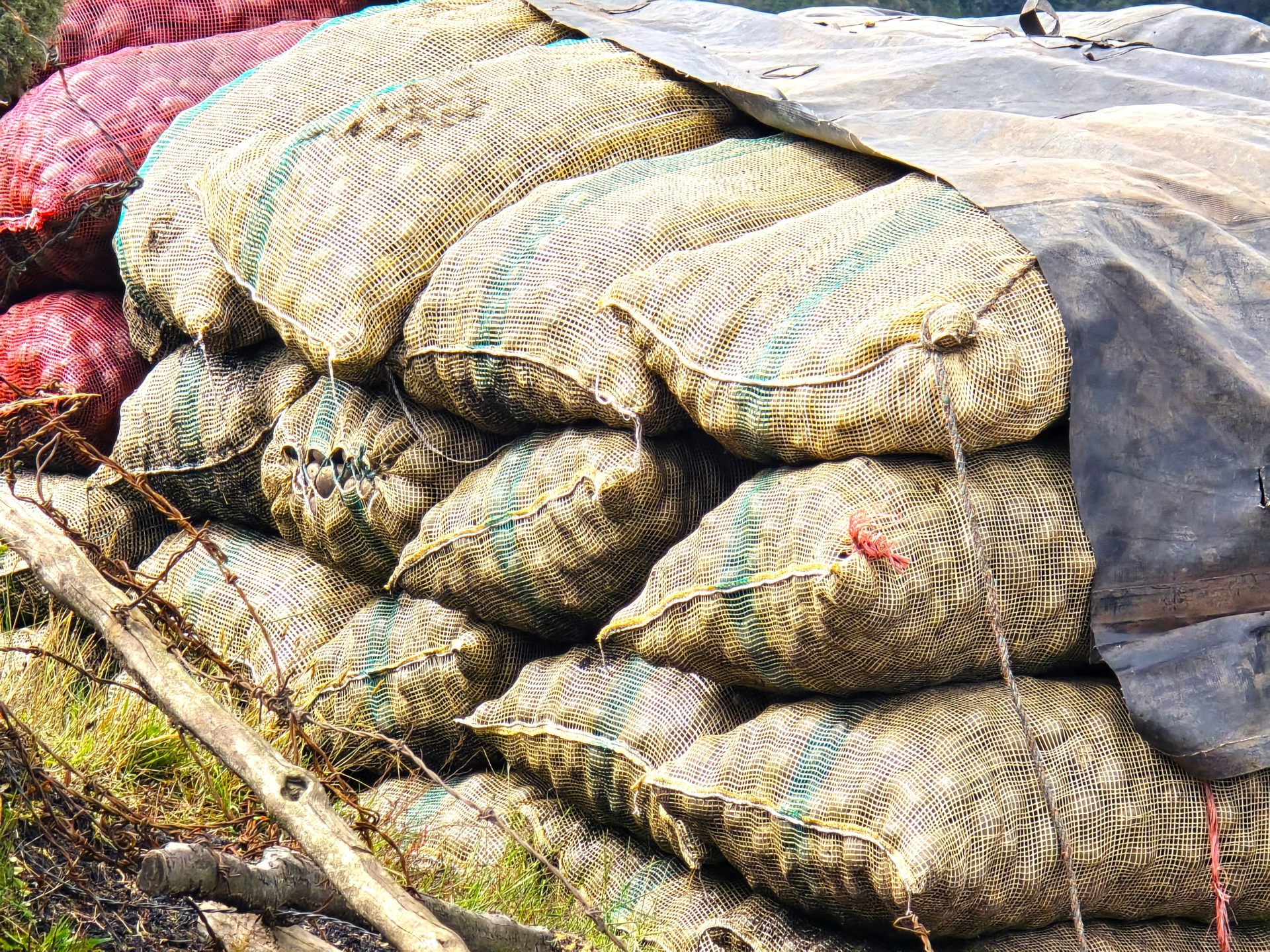 Contrabando de papa desde Ecuador agrava crisis de mas de 90.000 familias paperas en Colombia1