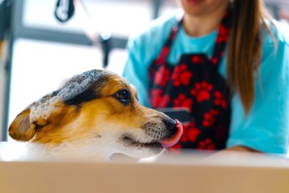 ONE STOP PET la veterinaria y pet shop con sentido social que transforma Zipaquira