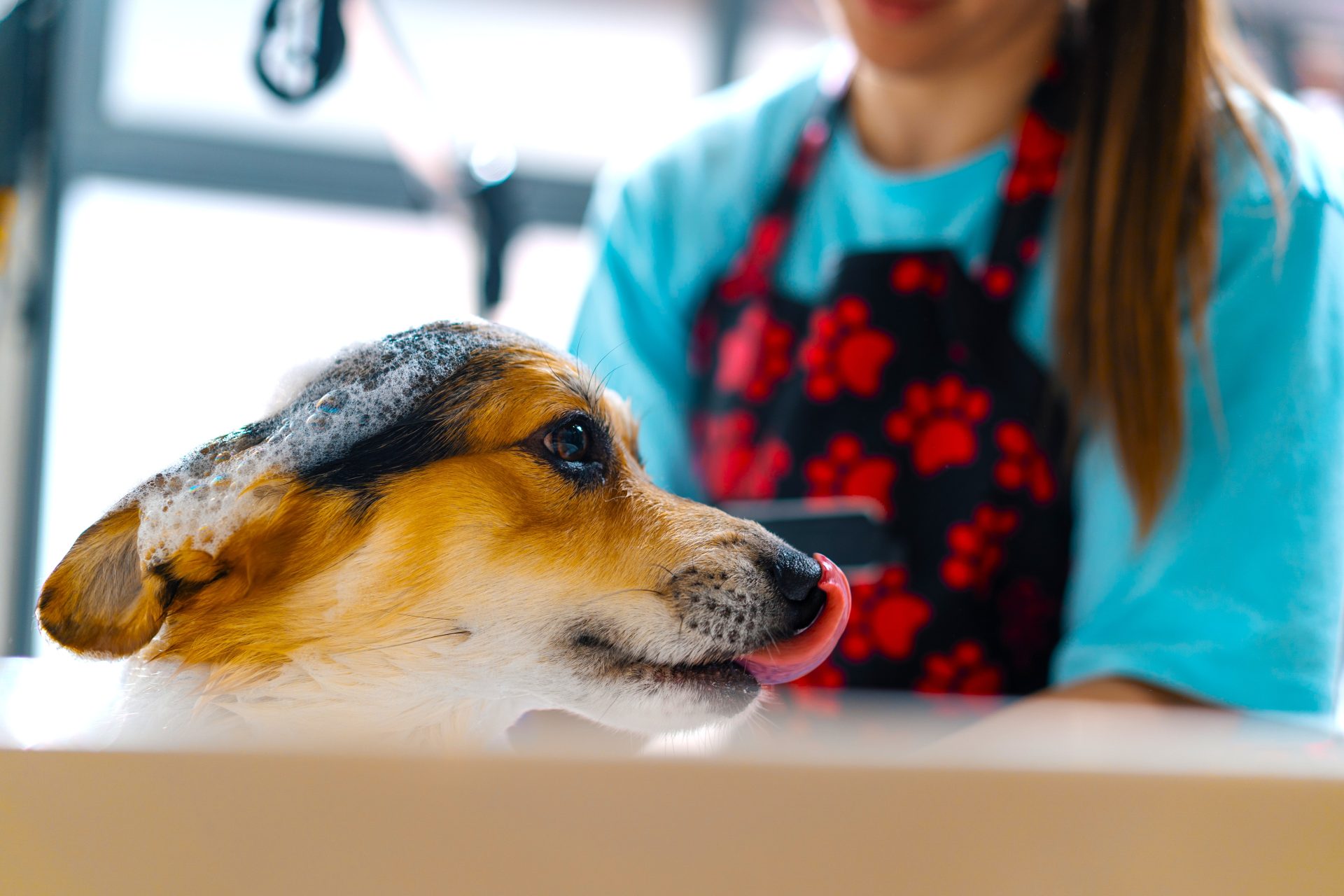 ONE STOP PET la veterinaria y pet shop con sentido social que transforma Zipaquira