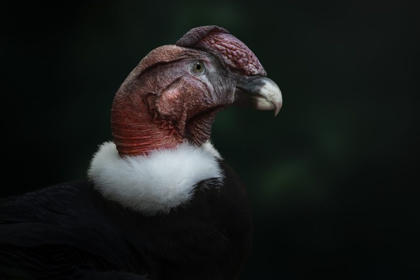 andean condor bird vultur gryphus 2025 03 24 10 47 26 utc