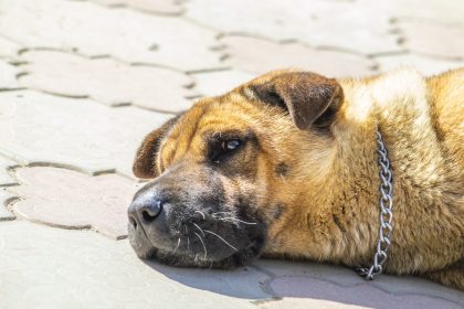 stray dog sleeps in sun on playground in park sun 2025 01 08 09 06 26 utc