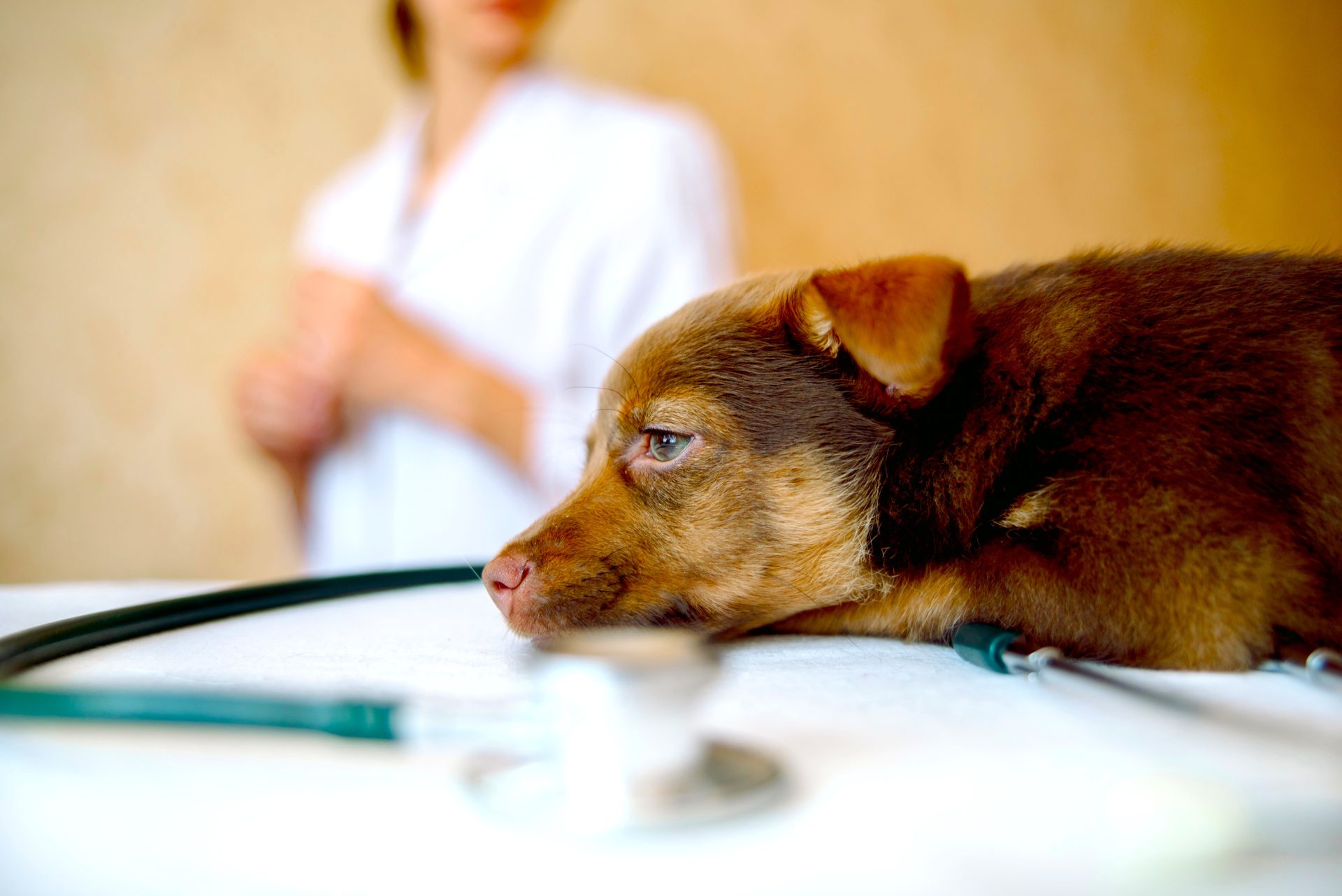Corte elimina obligacion de invocar a Dios en juramento de veterinarios y zootecnistas1