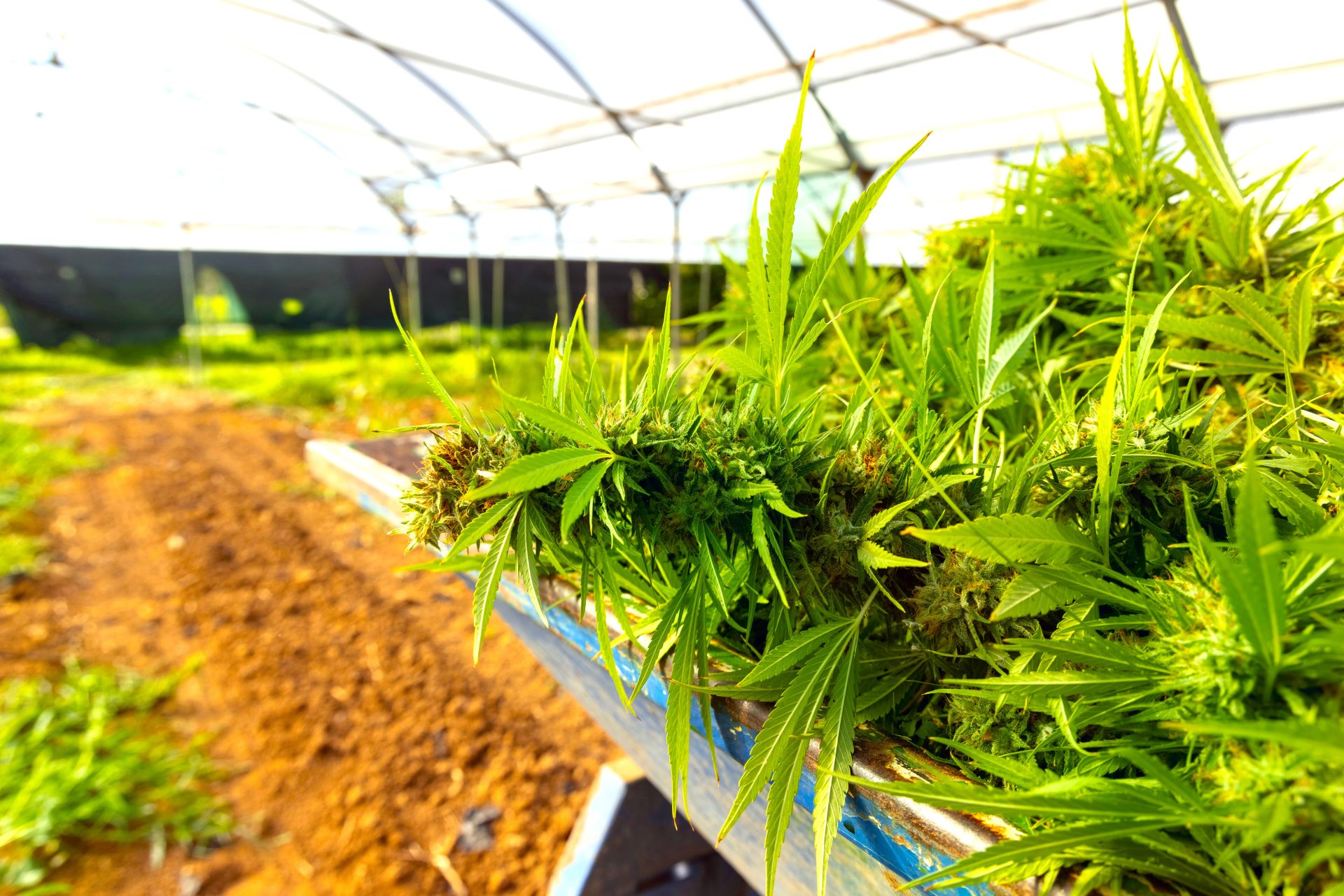 Plataforma gratuita para capacitar en cannabis y canamo ¡Inscribase y transforme su futuro