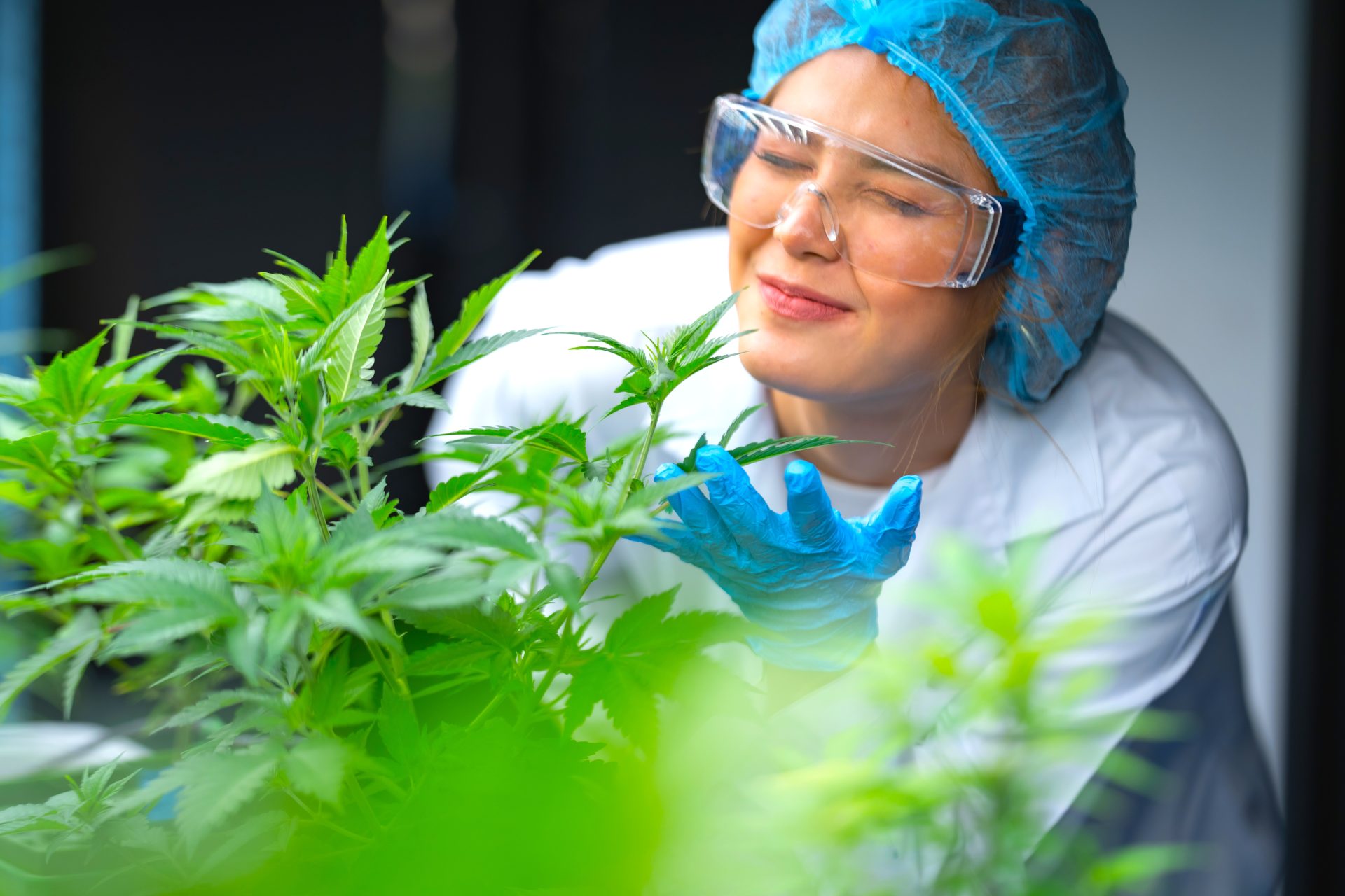 Plataforma gratuita para capacitar en cannabis y canamo ¡Inscribase y transforme su futuro1