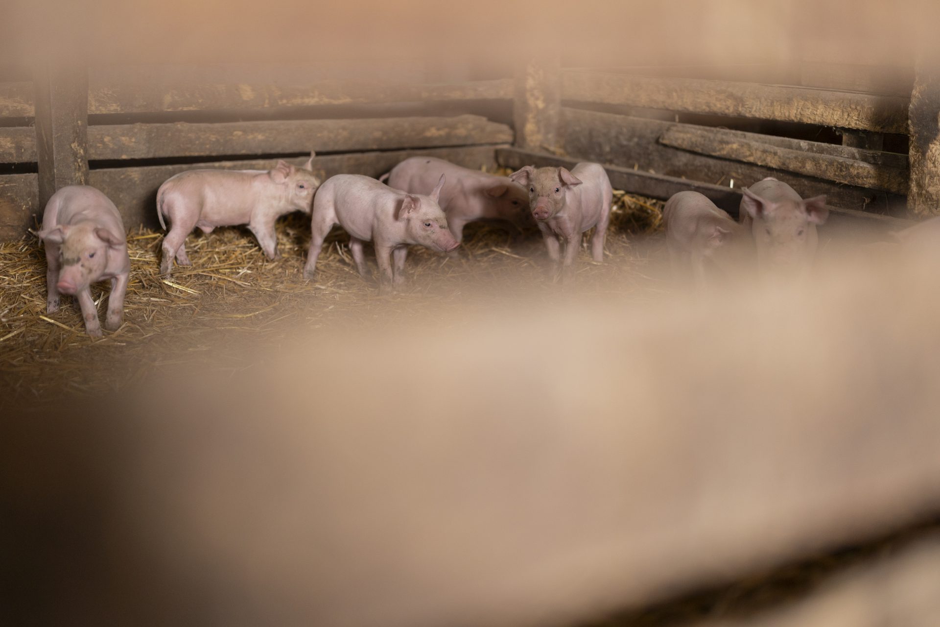 piglets standing on straw in pigpen at farm 2025 07 22 21 05 02 utc