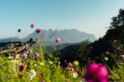 yellow flowers on the mountain in the morning lowe 2025 03 13 01 14 19 utc