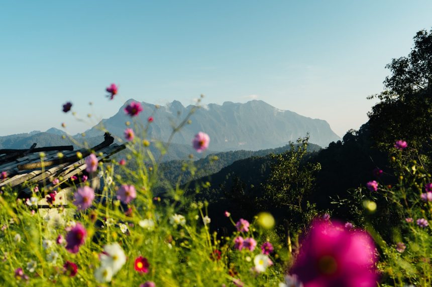yellow flowers on the mountain in the morning lowe 2025 03 13 01 14 19 utc