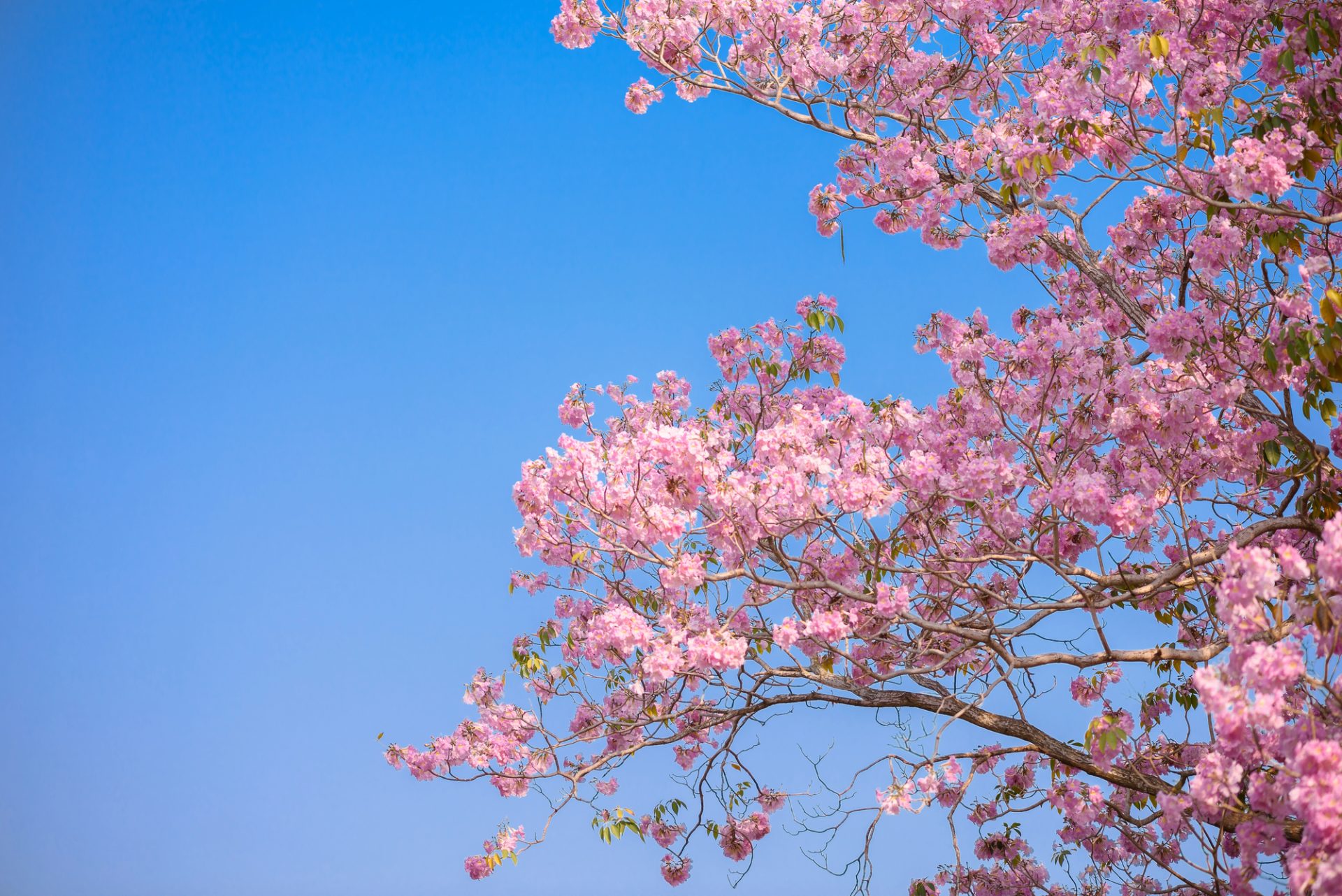 Depositphotos 312936198 L