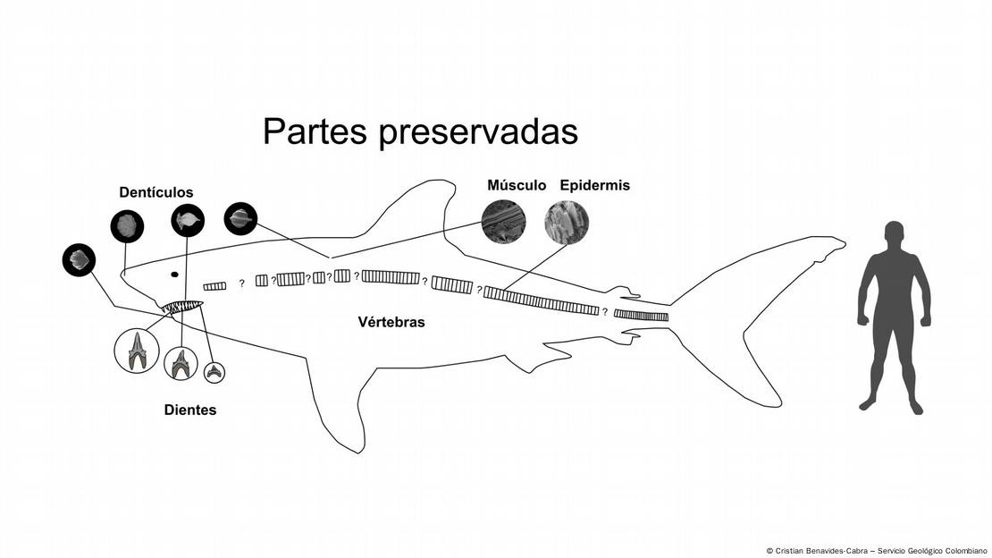 Descubren en Villa de Leyva el fosil del tiburon gigante mas completo y antiguo del mundo2