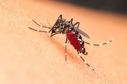OPS lanza alerta por brotes de chikunguna y expansion acelerada del virus Oropouche en las Americas