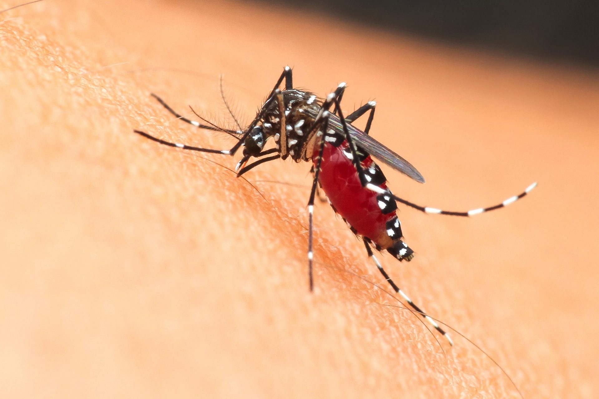 OPS lanza alerta por brotes de chikunguna y expansion acelerada del virus Oropouche en las Americas