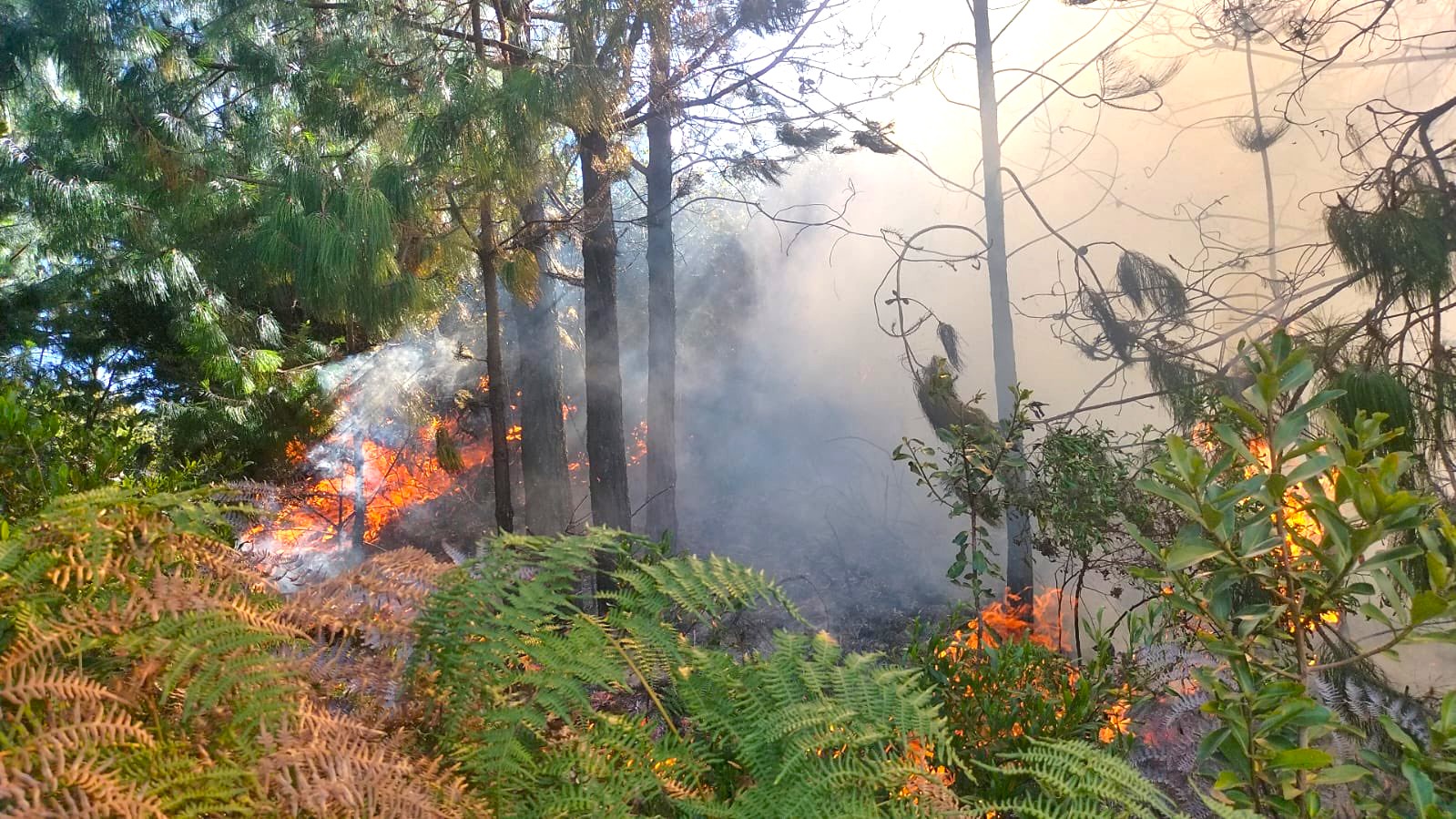 Ola de incendios forestales arrasa mas de 80 hectareas en seis provincias de Cundinamarca1