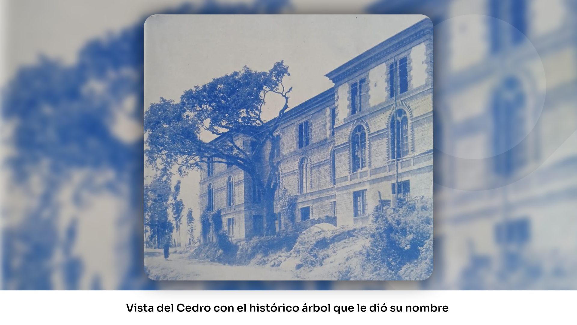Cedro