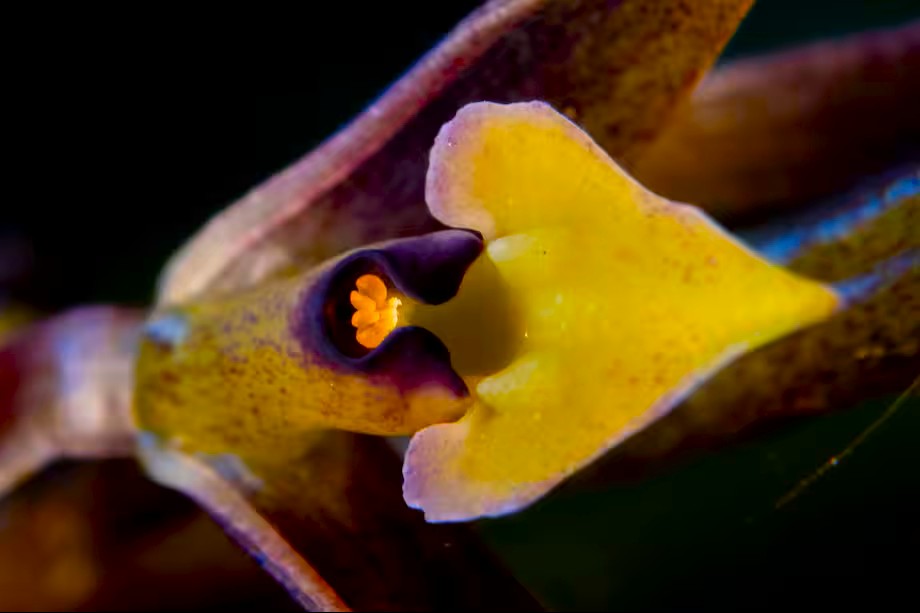 La orquidea que florecio entre la niebla de Juaica1
