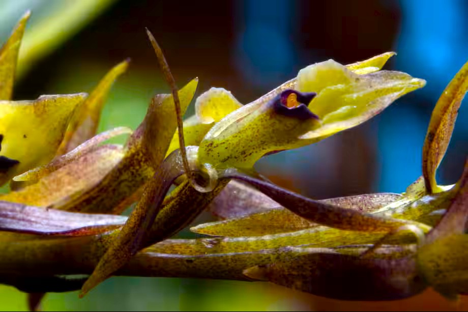 La orquidea que florecio entre la niebla de Juaica2
